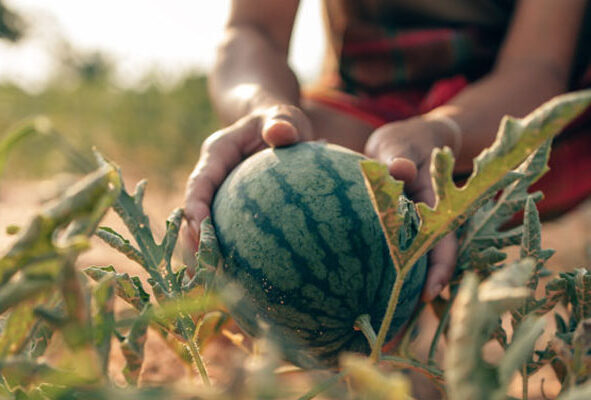 img_01_Vegetable-firms